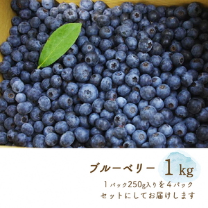 朝摘みブルーベリー 生果実 1kg ベリー 
