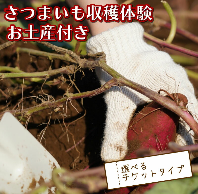 【ふるさと納税】 さつまいも堀り お土産付き こども 親子 沼津 戸田 実季楽農園 【海と山に育まれた 戸田 の恵を掘り起こそう】 収穫 収穫体験 体験 野菜 さつまいも 掘り 思い出 観光 沼津市 静岡県