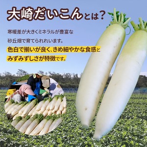 ＜2026年収穫分 先行予約＞大崎だいこん 1箱 10kg |野菜 10キロ だいこん