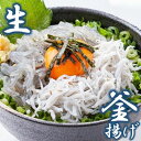 【ふるさと納税】しらす問屋とびっちょ 生しらす 釜揚げしらすたっぷりセット 江の島 江ノ島　魚貝類・しらす　お届け：ご入金後、1～2週間後に発送