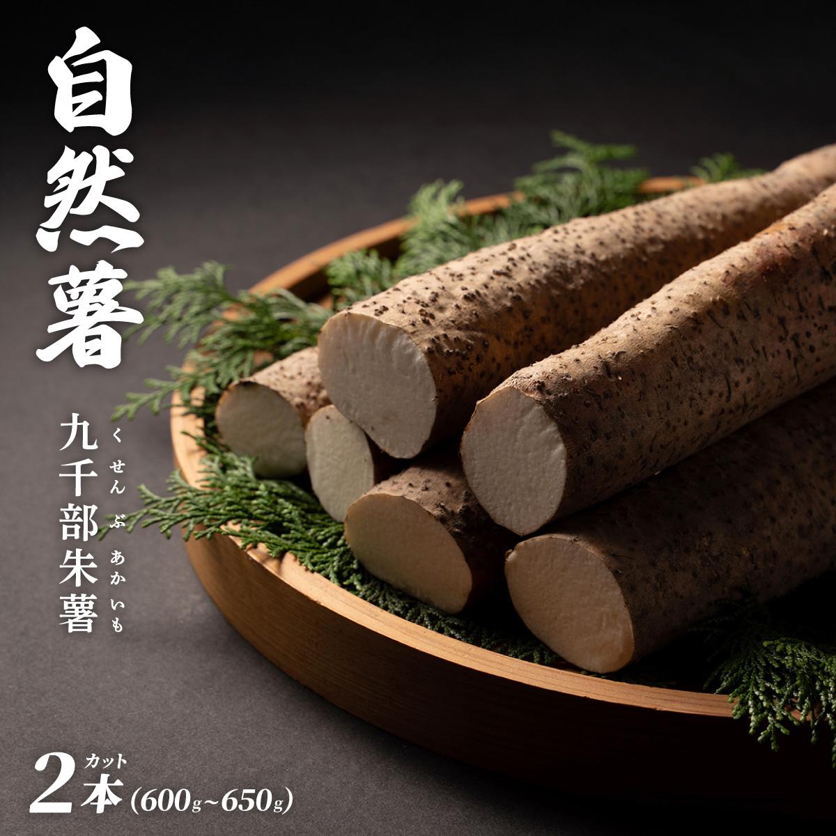 【ふるさと納税】 【先行予約】自然薯「九千部朱薯」600g～650g（2本）