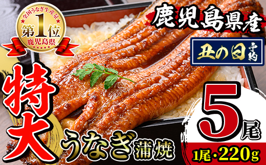 i1078-C-us 【2026年丑の日までに配送】＼特大サイズ／鹿児島県産 うなぎ蒲焼 5尾（約220g×5・計約1100g） たれ 山椒付きうなぎ 鰻 ウナギ 特大 特大サイズ 約220g 蒲焼き 国産 鹿児島県産 焼きたて 生産量日本一 真空パック おかず 晩御飯 特別な日 土用の丑の日 【薩摩川内鰻】
