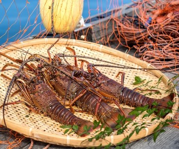 10月中旬以降発送 天然 伊勢海老１kg（サイズおまかせ高知県産）※着日指定不可※エビ 甲殻類 海鮮BBQ アウトドア キャンプ お祝い【R01671】