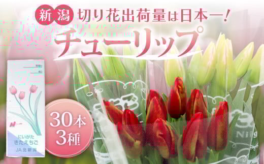 先行予約 チューリップ 30本 色お任せ 3品種 花 お花 はな ちゅーりっぷ 春 インテリア 自宅用 JA北新潟 （北越後）新潟 新発田 JA004