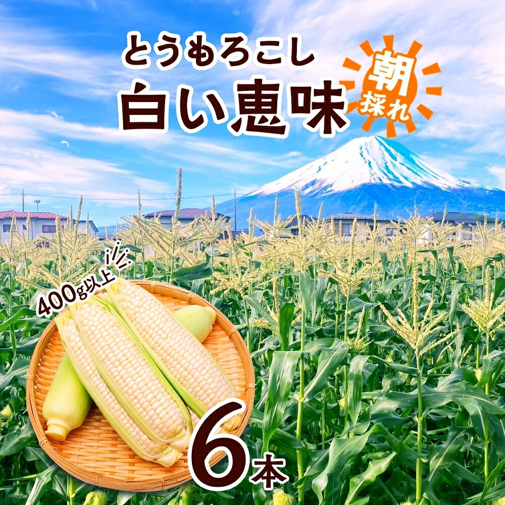 【ふるさと納税】 ＜2026年発送先行予約＞ とうもろこし 白い恵味 ホワイト 400g以上×6本 高糖度 トウモロコシ スイートコーン 玉蜀黍 白 コーン 夏野菜 ジューシー 野菜 おやつ 甘い 旬 産地直送 送料無料 湖南野菜出荷組合 山梨県 富士河口湖町 FEM005
