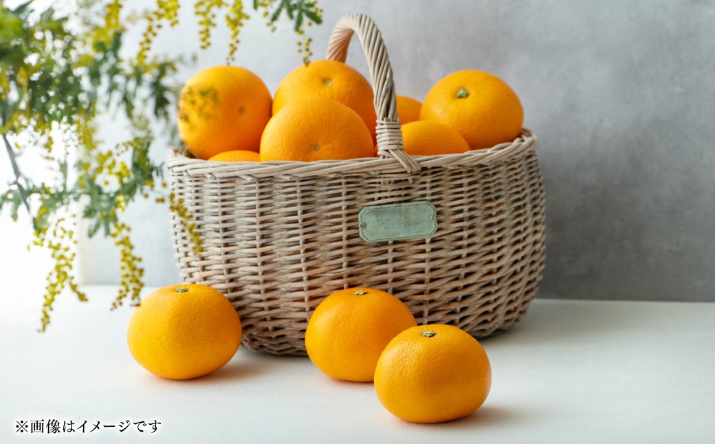 紅八朔は普通の八朔より糖度が高くて果汁が多く、独特のほろ苦さと酸味があり、爽やかな甘酸っぱさが特徴です。