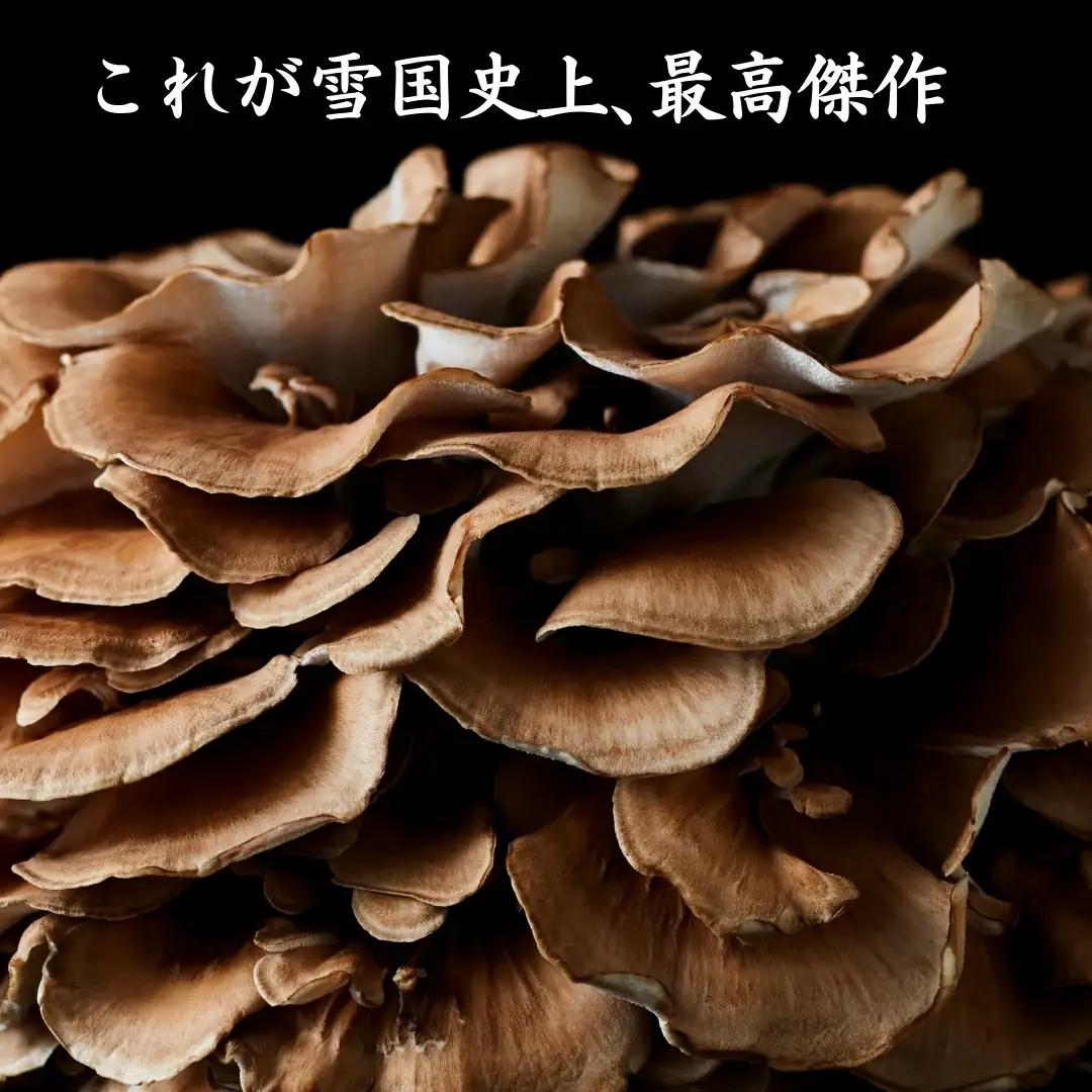 〈隔月6回定期便〉まいたけ 極 1株 ユキグニファクトリー | まいたけ