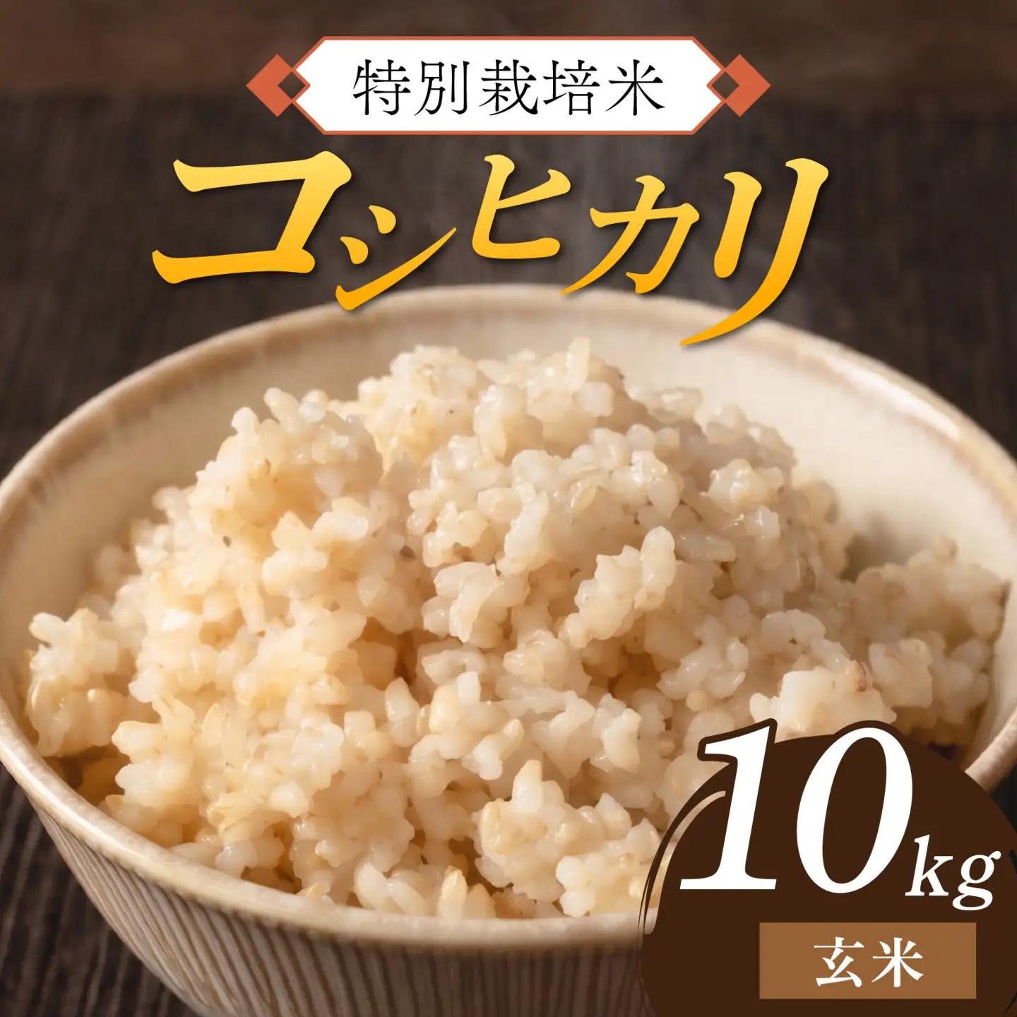 【 先行予約 】 令和8年産 特別栽培米 コシヒカリ 玄米 10kg 【2026年10月末より順次発送開始予定】米