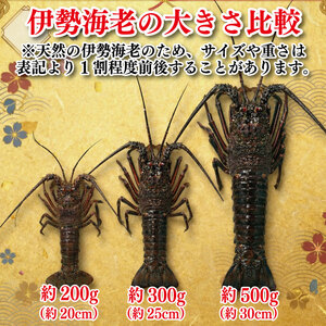 伊勢海老 300g 3尾 伊勢海老