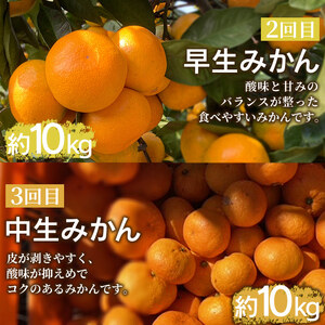 ＜定期便3回 でん助農園の温州みかんリレー 家庭用 合計約30kg＞ 果物 フルーツ ミカン オレンジ 柑橘類 極早生 早生 中生 南柑20号 自宅用 国産 特産品 食べて応援 産地直送 西宇和産 愛