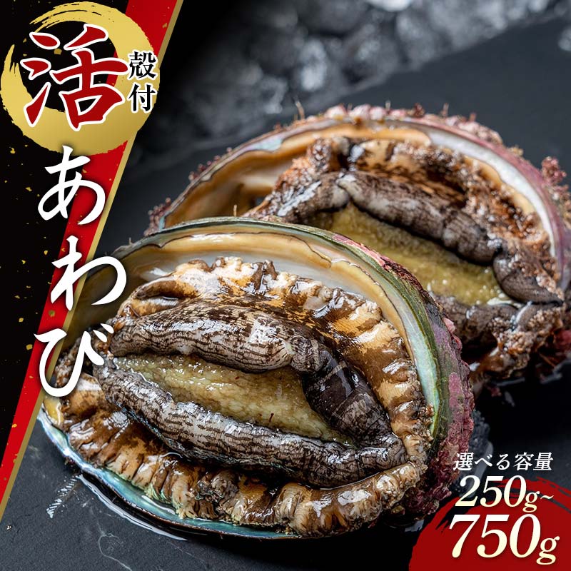 【ふるさと納税】 殻付活 あわび 菅原商店 鮑 アワビ 三陸山田あわび 三陸山田鮑 岩手県 山田町 三陸山田 山田産 海産品 天然鮑 高級 リアス海岸 お歳暮 お中元 年末年始 YD-741var