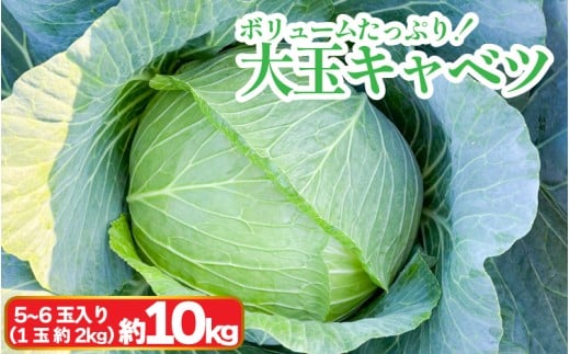 キャベツ 大玉キャベツ 10kg 5~6玉 (1玉約2kg) 採れたて 産地直送 農家直送 新鮮 旬 サラダ 餃子 お好み焼き ロールキャベツ 徳島県 阿波市