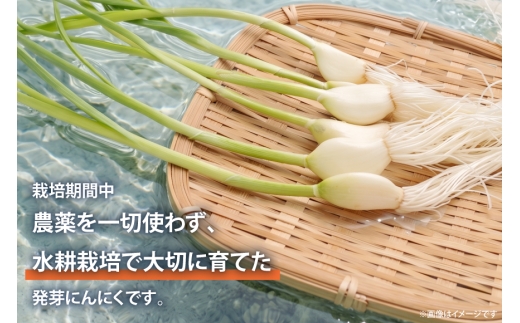 にんにく 満点にんにく 10袋 3回 定期便 [グローアップ 愛知県 岡崎市 ok23bzw550010] ニンニク 大蒜 ガーリック 発芽 野菜 やさい 生にんにく 国産