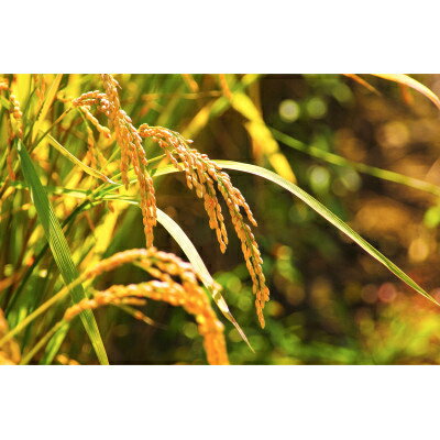 【ふるさと納税】令和7年産　北海道富良野産「ゆめぴりか」精米5kg_ 米 こめ コメ ゆめぴりか 白米 お米 国産 おこめ 北海道 富良野 産直 産地直送 ブランド米 5kg 北海道産 贈答 ギフト ご飯 富良野産 精白米 精米 【1405321】