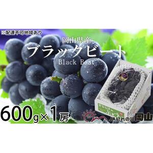 ぶどう 2026年 ブラックビート 約600g×1房 ブドウ 葡萄  岡山県産 国産 フルーツ 果物 ギフト