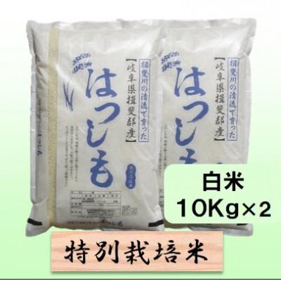 ふるさと納税 池田町 【令和8年産】特別栽培米 20kg【白米】(ハツシモ)