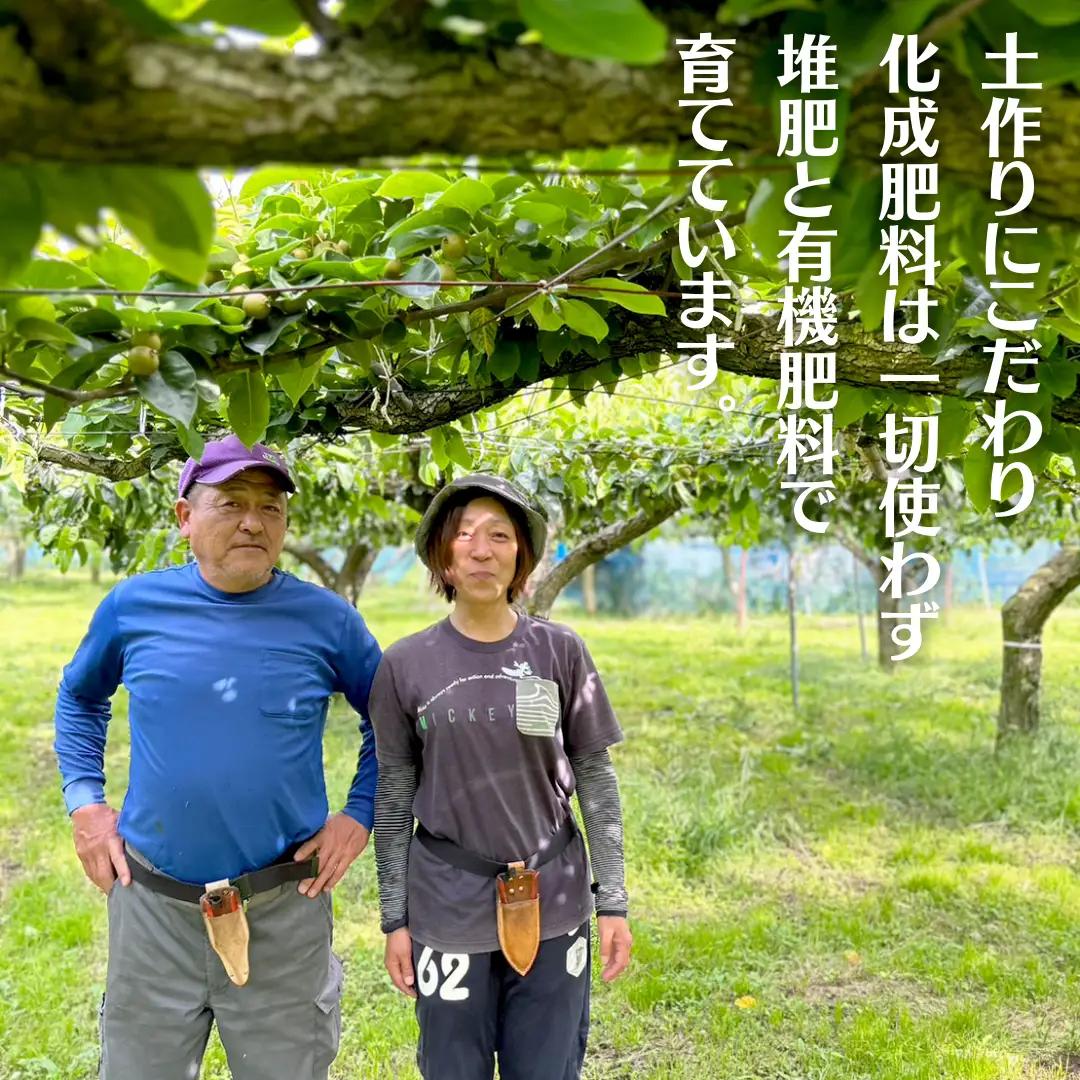 豊水 ・ 秋月 食べ比べ セット 約 5kg 6玉～14玉 (茨城県共通返礼品 かすみがうら市) 産地直送 久保田果樹園 フルーツ 甘い 直送 茨城 限定 ギフト 梨 秋月 あきづき 豊水 ほうすい 