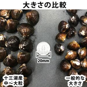 鰺ヶ沢の生干しイカ(2枚)と、十三湖産しじみ(4袋)セット【配送不可地域：離島】【1650441】