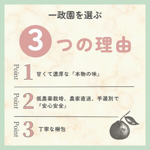 【ふるさと納税】【先行予約】 不知火 5kg 家庭用 サイズ混合 柑橘 フルーツ  産地直送 お取り寄せ 送料無料