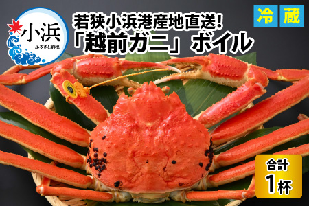 【先行予約/11月7日より順次発送】 「若狭小浜港産地直送」 越前がに (ズワイガニ) ボイル 1杯 / 蟹 かに カニ 小浜市 / 加福鮮魚【配送不可地域：北海道・沖縄・離島】 [BFBC004] 