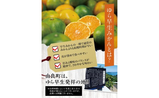ゆら早生みかん10kg ※2026年10月上旬頃～10月下旬頃に順次発送予定(お届け日指定不可) /  極早生 早生 由良町 和歌山県 柑橘 密柑 完熟 甘い ミカン 光センサー 柑橘 果実 くだもの