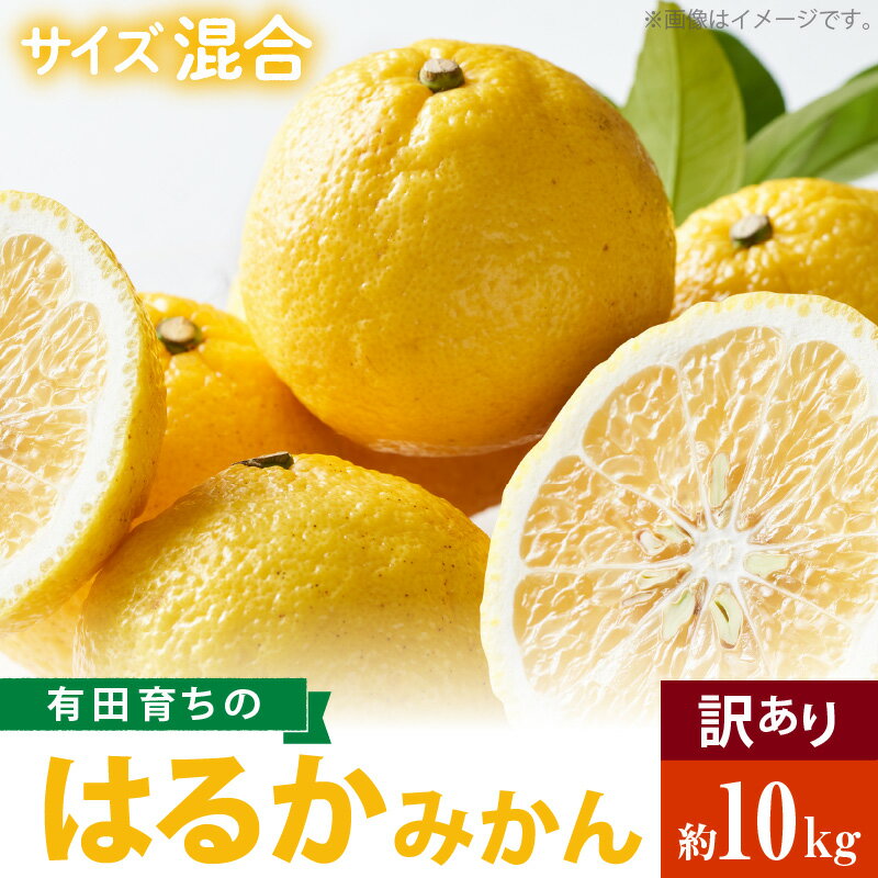 【ふるさと納税】【限定】 【2026年先行予約】【人気柑橘】有田育ちの はるか みかん 【訳あり 家庭用】 10kg (サイズ混合)【ミカン 蜜柑 春みかん 柑橘 和歌山 有田 日向夏】