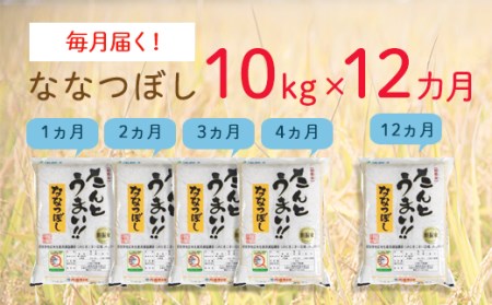 【全12回定期便】たんとう米（ななつぼし）10kg《厚真町》【とまこまい広域農業協同組合】ななつぼし ななつぼし ななつぼし ななつぼし ななつぼし ななつぼし [AXAB022]