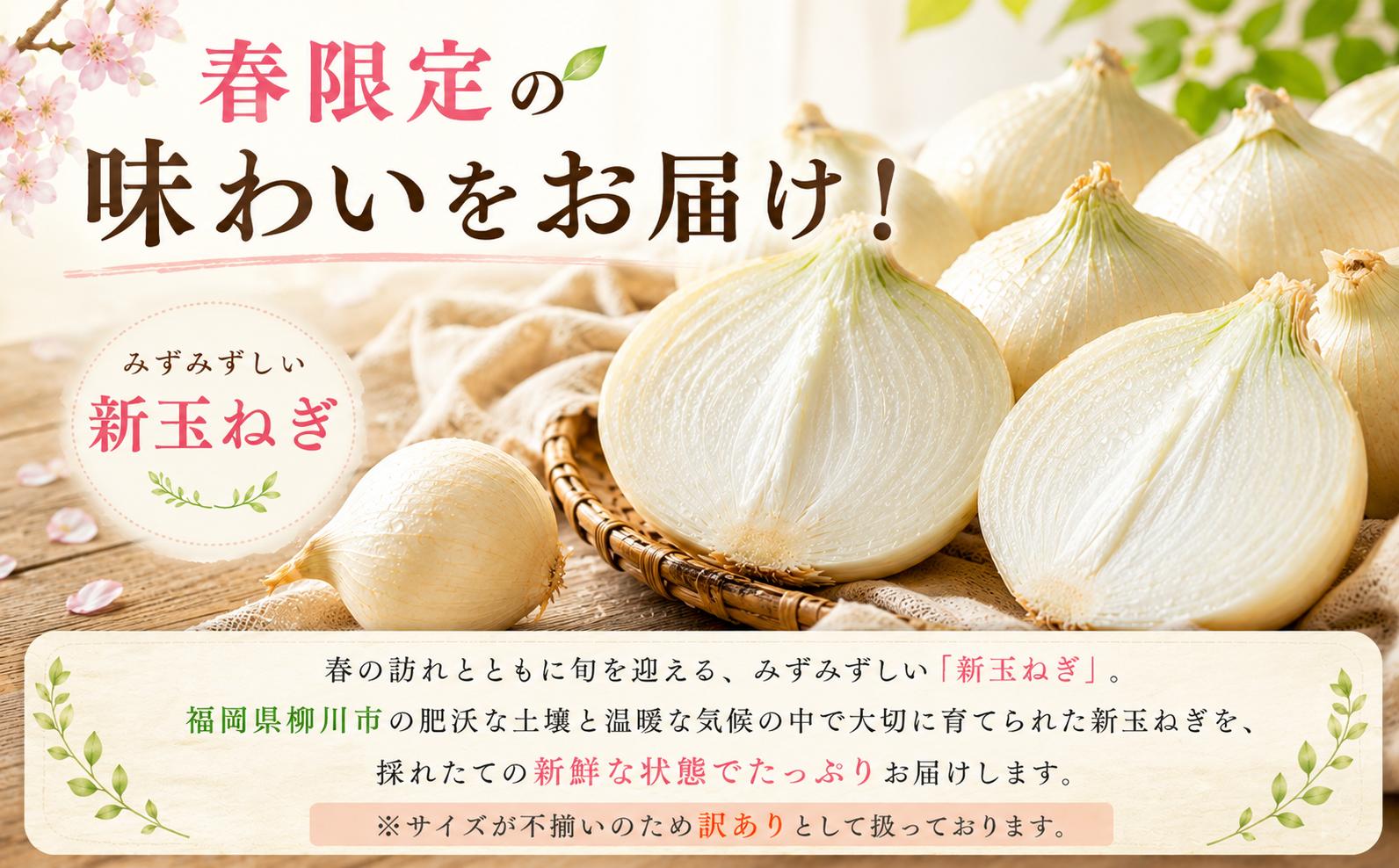【先行予約】【訳あり】たなか農産の柳川産新玉ねぎ 約5kg