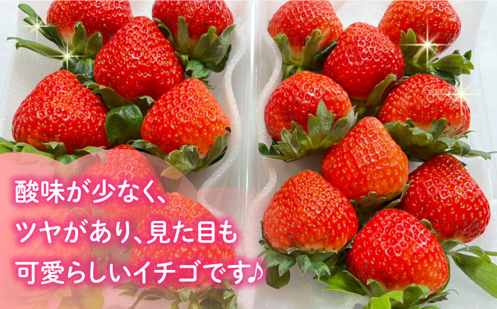 【2025年1月〜発送】南島原産 いちご 「恋みのり」約260g×4P / イチゴ 苺 フルーツ 果物 / 南島原市 / あゆみfarm [SFF001]