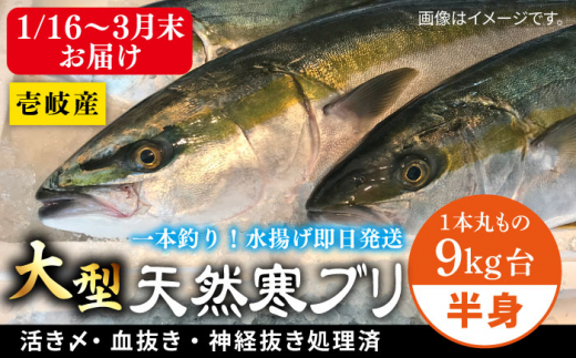 【1/16～3月末お届け】天然 寒ブリ（一本丸ものサイズ9キロ台 半身ブロック）《壱岐市》【壱岐島 玄海屋】 [JBS099]    70000 70000円 7万円