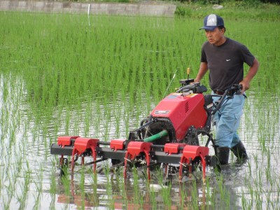 [定期便] 6か月連続お届け 低農薬栽培の彩のきずな4.5kg×2袋 【令和5年度米】  [0290]