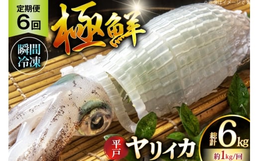 イカ 刺身 極鮮ヤリイカ 約1kg 6回 定期便 [海隆丸 長崎県 平戸市 hr42bgy400130] おつまみ ヤリイカ 新鮮 海鮮 魚介 瞬間冷凍 冷凍 コリコリ 直送 冷凍 個包装 真空パック