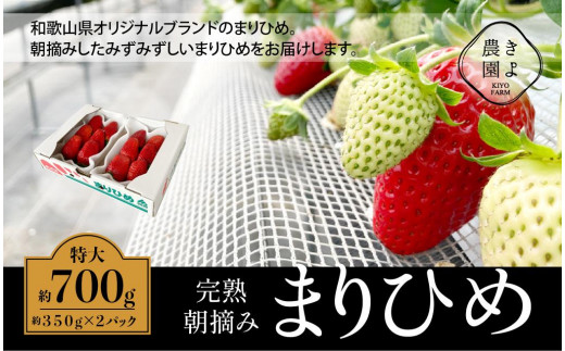 
            特大まりひめイチゴ 朝摘 6個～11個入×2パック［2026年1月中旬頃より発送］［先行予約］［KT3］
          