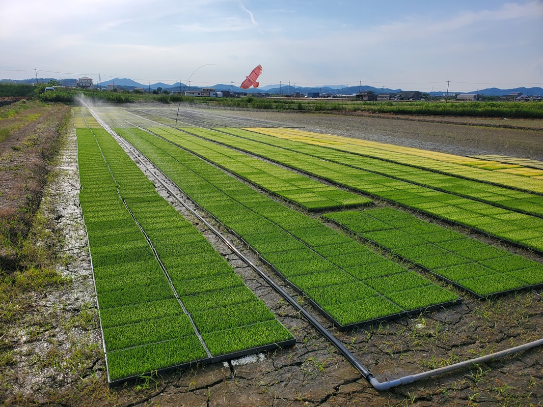 【令和8年産】 特A受賞 岡山県産にこまる 玄米 30kg ｜ 玄米 にこまる 30キロ 30kg 米 コメ お米 ご飯 おにぎり こめ 令和8年度 産地直送 ふるさと納税 数量限定 玄米 米 にこま