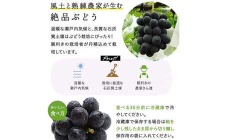 ぼっけえ大粒 ニューピオーネ 1房 （800g以上） 化粧箱入り 【2026年9月上旬～10月上旬迄発送予定／ 葡萄 ぶどう 果物 果実 フルーツ 種なし 大粒 岡山県 美咲町 冷蔵