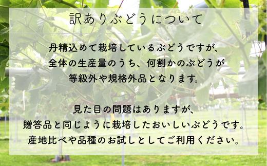 TK20-26A 【先行予約】ぶどう クイーンルージュ® 【家庭用】 約1kg ／ 2026年9月下旬～10月頃 配送予定 // 稀少 新品種 長野県 南信州 松川町産 高糖度 葡萄 クインルージュ 