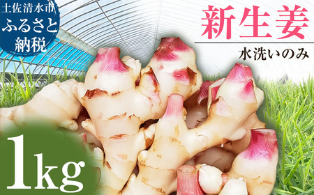 【先行受付】新生姜 1kg 水洗いのみ 生姜 生姜湯 ジンジャー しょうが ショウガ 1キロ 野菜 旬 季節限定 佃煮 甘酢漬け ジンジャーエール サラダ 新鮮 温まる 温活 冷え対策 国産 高知県 土佐清水市 高知【R01551】