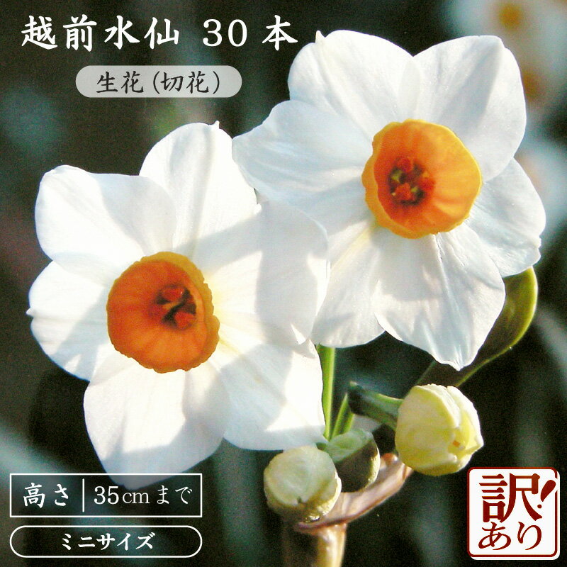 【ふるさと納税】【先行予約】【訳あり】お花 越前水仙「ミニサイズ」 × 30本（生花・切花）【丈35cmまで】 【2025年12月上旬以降順次発送】 【花 水仙 福井県産】 [e39-a020]