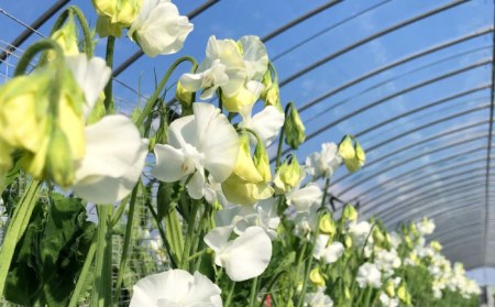 【R8年1月以降発送】 【3回定期便】スイートピー 花束 50本（ミックス） / お花 生花 ギフト 贈り物 プレゼント 九州 [IBW006]