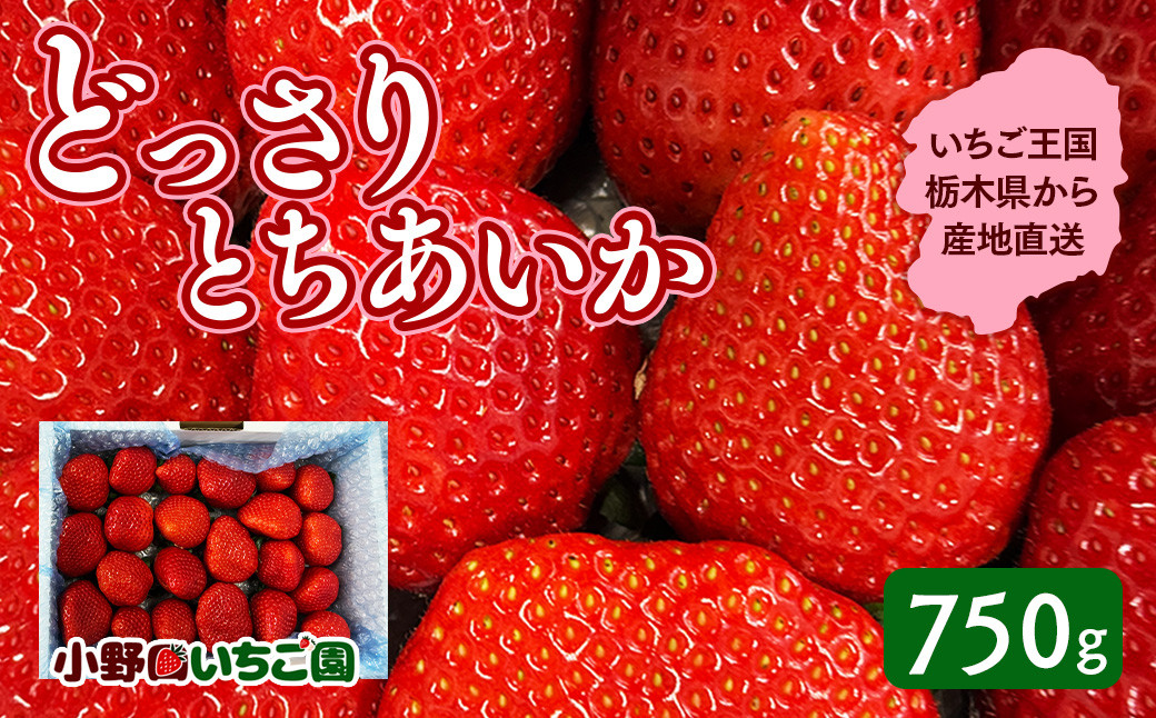 
                  栃木県産 どっさりとちあいか【750g】 | 家庭用 完熟 苺 いちご イチゴ とちあいか 果物 フルーツ 秀品 栃木県 壬生町 産地直送 ※2027年1月～発送
                