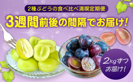 ぶどう【全2回定期便】ピオーネ マスカット 各2kg（計2種）[BAEV014] ぶどう