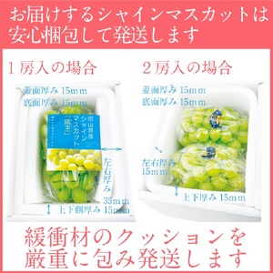 2026年 予約受付中【2回定期便】 シャインマスカット 晴王 約2.4kg（3～5房）9月10月に1回づつ出荷/ 岡山県産 種無し 皮ごと食べる みずみずしい フレッシュ 晴れの国 おかやま 果物大