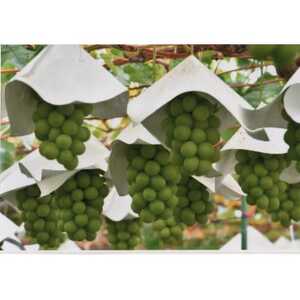 【2026年発送　先行受付】山梨直送!!シャインマスカットと黒系ぶどう　2房(1.2kg以上)【配送不可地域：離島・沖縄県】【1695509】