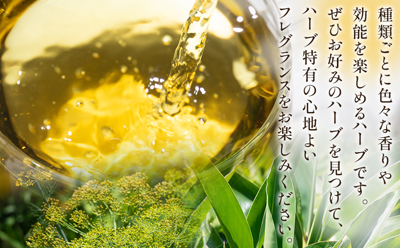 おやすみ月桃・ディルシードブレンドハーブティー 72袋 - お茶 飲み物 ティーバッグ 茶葉 のし ギフト 父の日 母の日 お礼 御礼 GreenBase 高知県 香南市 常温 gr-0147