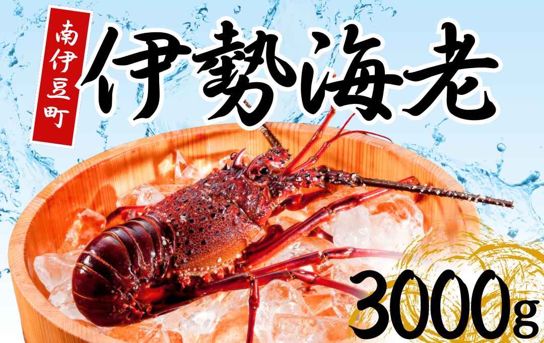 
            伊勢海老セット[E] 【いせえび 伊勢海老 伊勢海老 鮮魚 海老 えび 人気 名産 高級 おすすめ 数量限定 贈答 静岡県 南伊豆 伊豆 】　<AG-27>
          