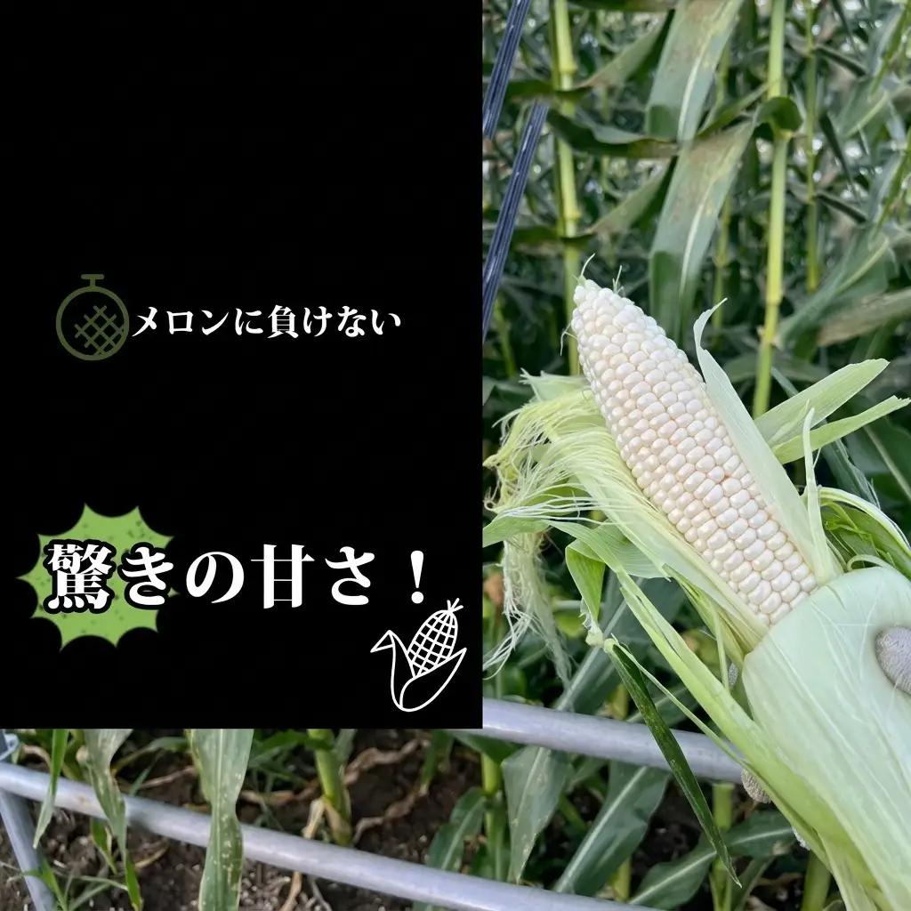 とうもろこし 富良野産 ホワイトショコラ 2Lサイズ とうもろこし【10本】