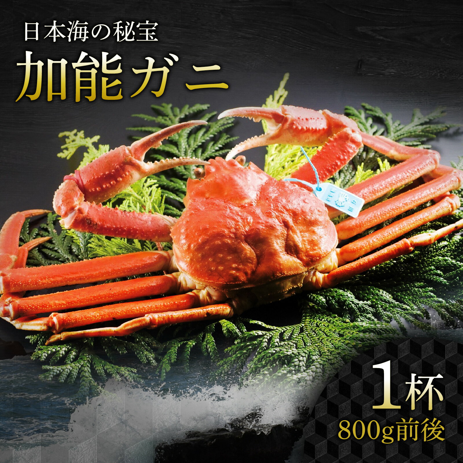 【ふるさと納税】【先行予約】加能ガニ 1杯（800g前後）【2026年1月より順次発送】|加能がに ズワイガニ かに カニ 蟹 ボイル 姿 ずわいがに 冷蔵 800グラム 魚介類 魚介 海鮮 国産 送料無料