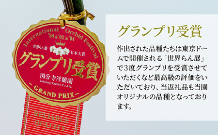 胡蝶蘭 黄色 3本立て | 胡蝶蘭 胡蝶蘭 胡蝶蘭 胡蝶蘭 胡蝶蘭 国分寺洋蘭園 埼玉県 北本市