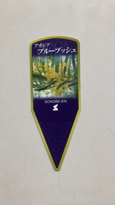 アカシア　ブルーブッシュ8号_BZ19 ※離島への配送不可◇