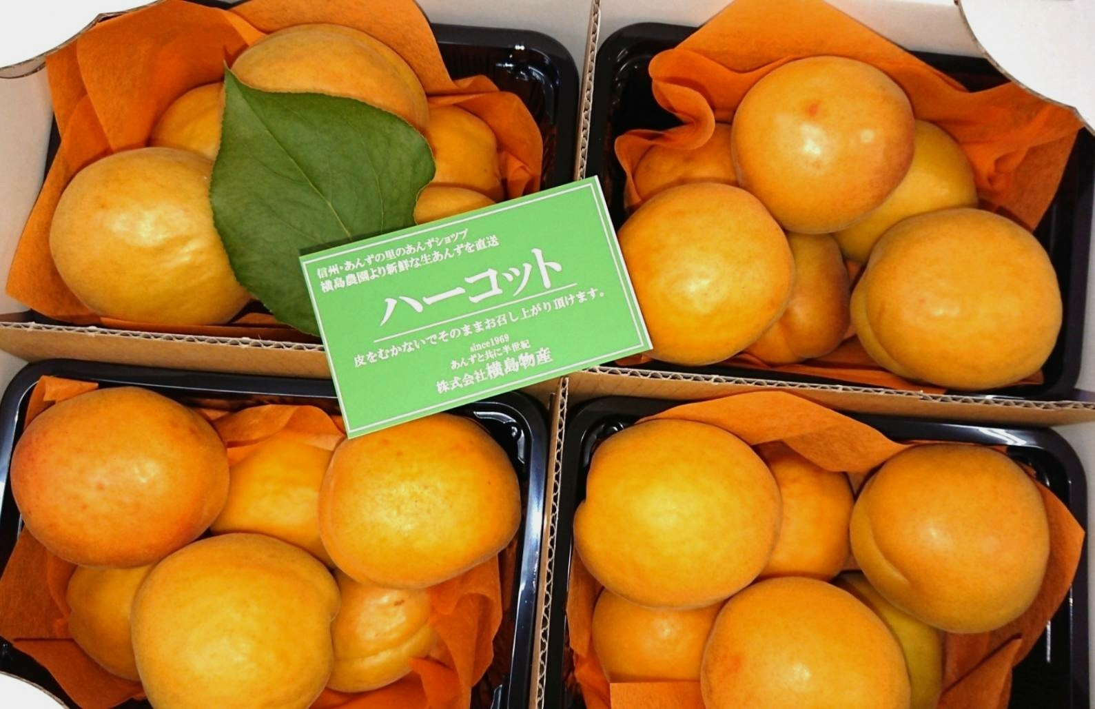 
            【2025年先行予約】【数量限定】生食用 あんず ハーコット 4パック(計約2kg)｜ 信州あんず 杏子 アンズ アプリコット 期間限定 千曲市 長野県産 信州
          